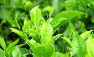 茶葉中的微量元素預防高血壓