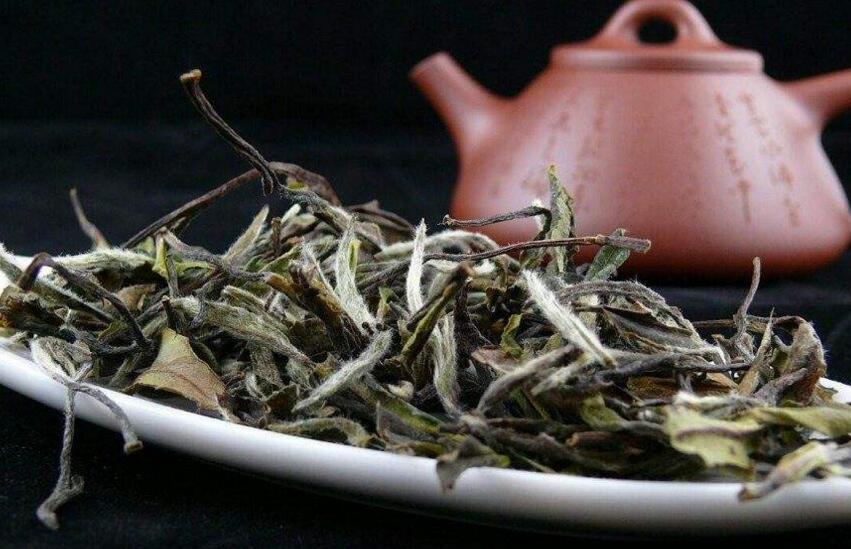 福鼎老白茶的功效與作用