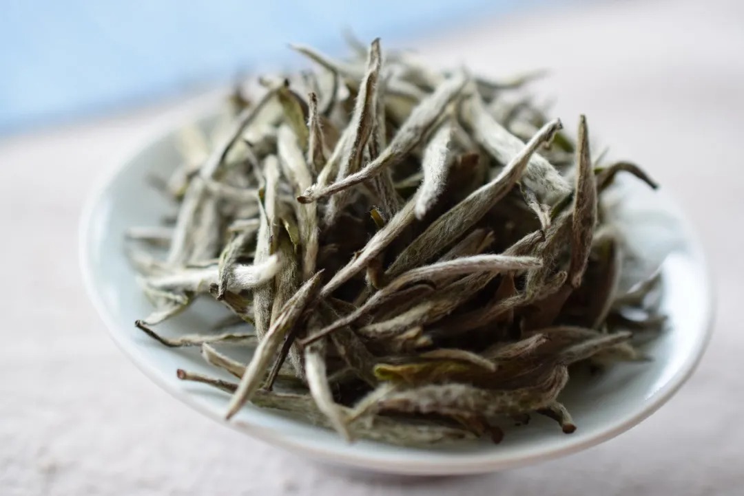 選擇白茶終極難題：白茶到底散茶好還是餅茶好？