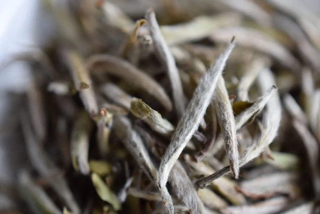 選擇白茶終極難題：白茶到底散茶好還是餅茶好？