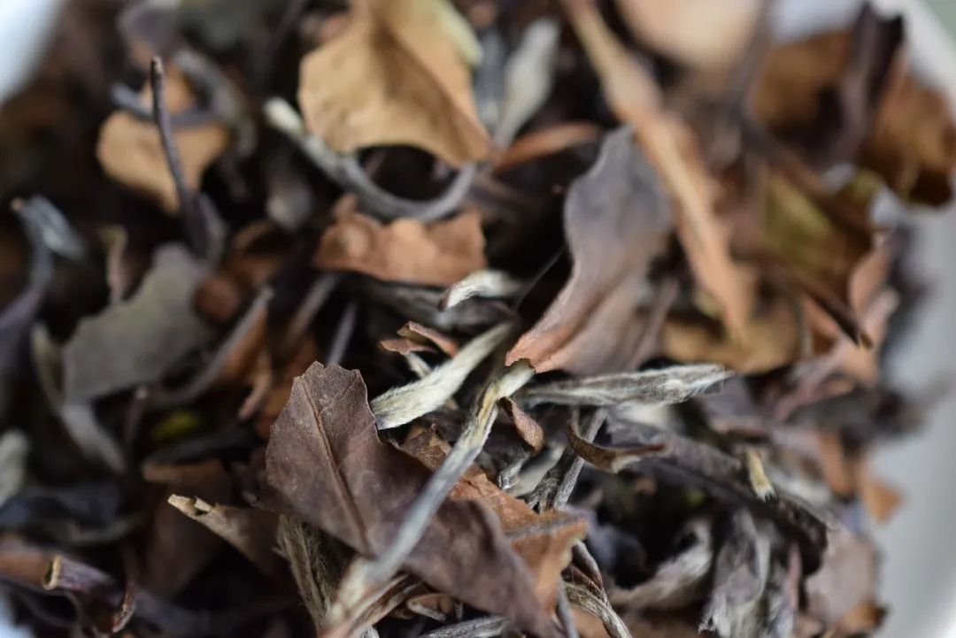 選擇白茶終極難題：白茶到底散茶好還是餅茶好？