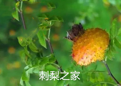 刺梨的功效與作用有哪些?