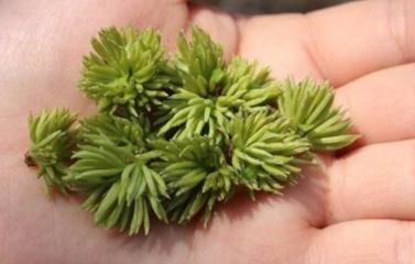 杜仲茶的功效與作用