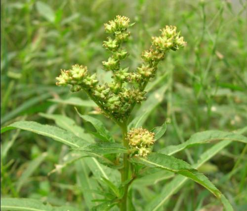 趕黃草鮮草花.jpg