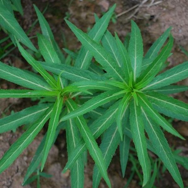 趕黃草鮮草圖.jpg