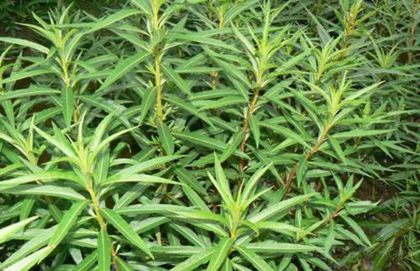 趕黃草的功效針對乙肝病效果好嗎?