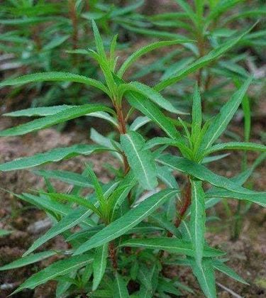 趕黃草泡水喝的功效