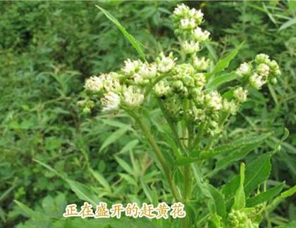 趕黃草花的功效與作用