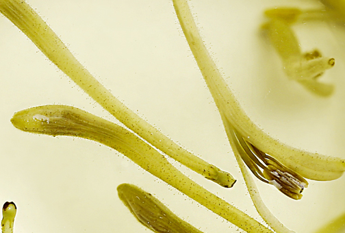 金銀花茶