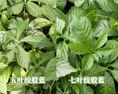 五葉絞股藍(lán)七葉絞股藍(lán)的區(qū)別