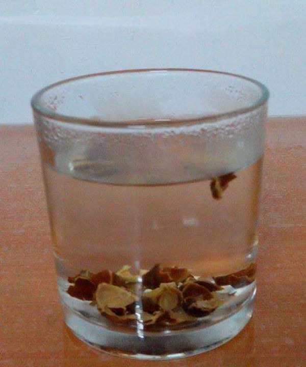 辣木籽殼泡茶