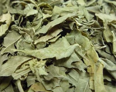 羅布麻葉干葉 淡綠色或灰綠色，皺縮卷曲，質脆亦碎