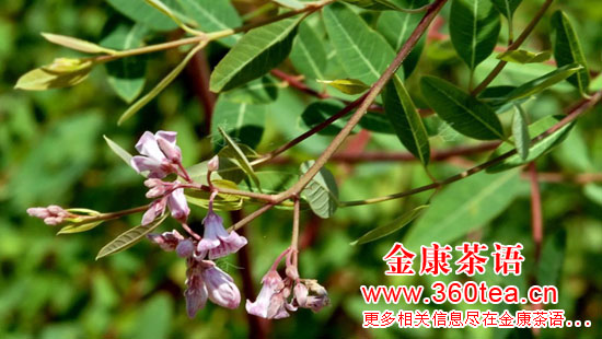 金康茶語拍攝影的羅布麻嫩葉與茶