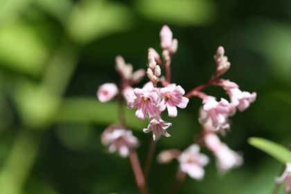  羅布麻花