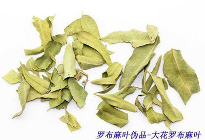 羅布麻葉