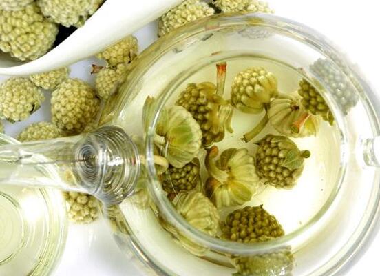 綠蘿花的哪些人不能喝 綠蘿花