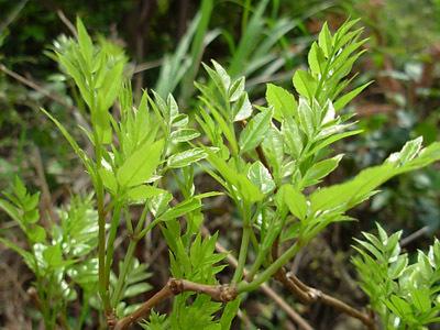 莓茶嫩葉