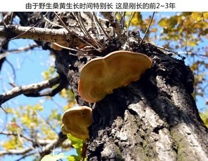 野生桑樹桑黃
