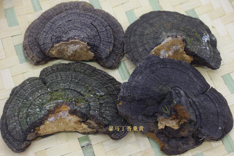 暴馬丁香桑黃背面圖片