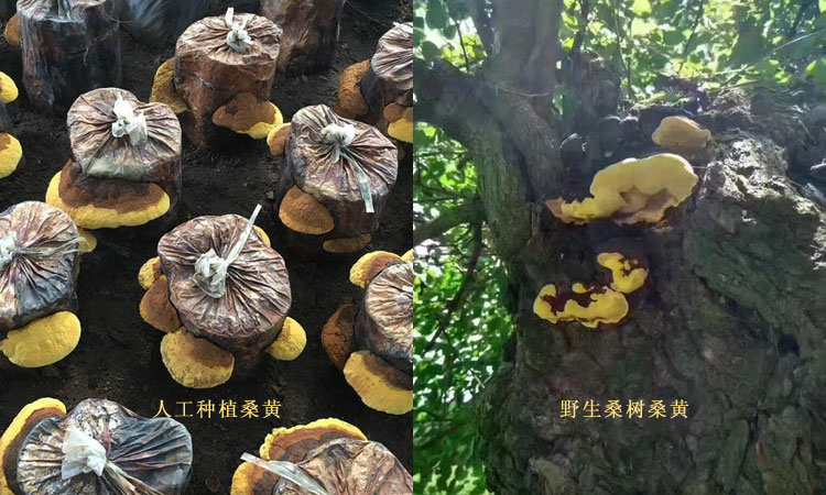 人工種植桑黃和野生桑樹(shù)桑黃生長(zhǎng)環(huán)境圖片 人工種植桑黃和野生桑樹(shù)桑黃生長(zhǎng)環(huán)境圖片