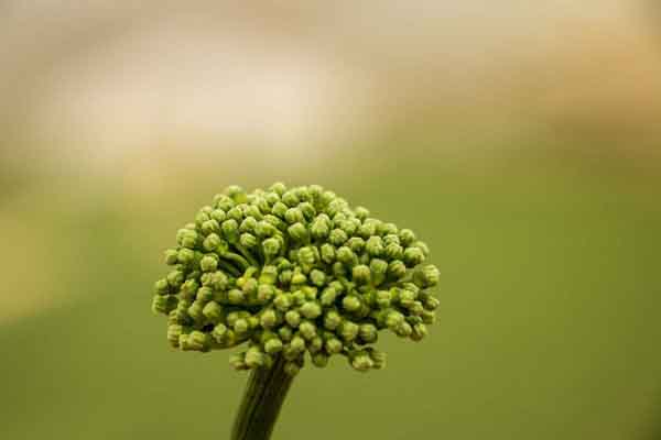 三七花常見的8種功效
