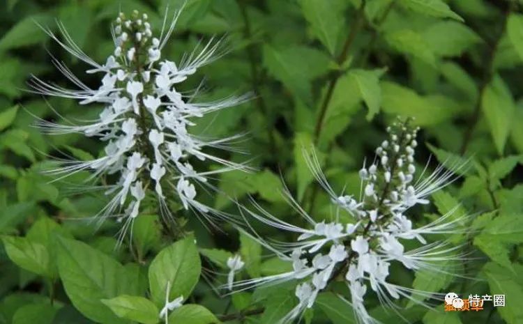 化石草有幾種，與腎精茶有什么關(guān)系？