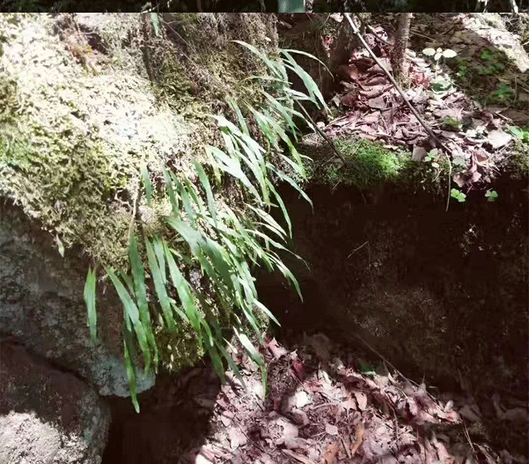 喝腎精茶有什么好處？腎精茶的功效怎么樣？