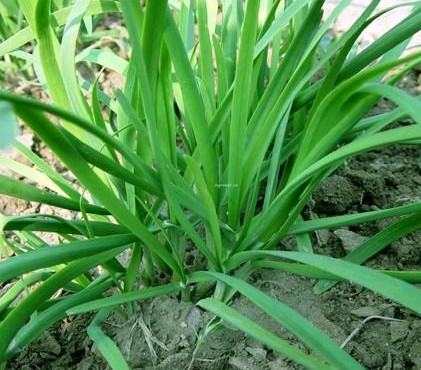 女性春季養(yǎng)生竅門,7種菜養(yǎng)肝護(hù)陽