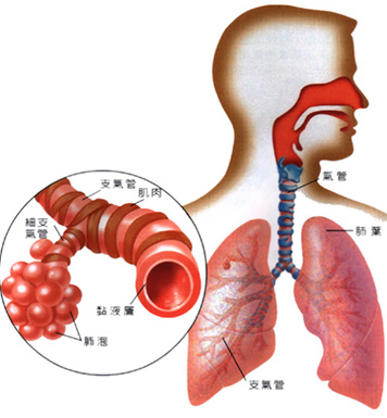 慢性支氣管炎怎么辦 多款中醫食療方來巧治