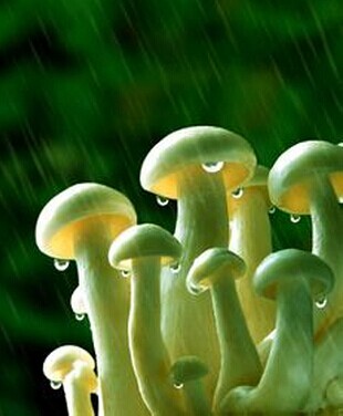 前列腺炎怎么調理,盤點前列腺炎的食療偏方