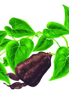 少白頭怎么調(diào)理,調(diào)理少年白發(fā)的偏方