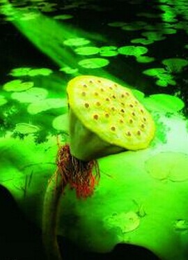 口腔潰瘍的調理方法,口腔潰瘍的小偏方