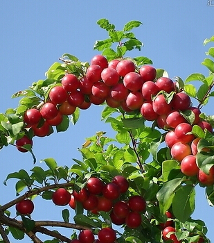 口腔潰瘍吃什么,幫您遠(yuǎn)離口腔潰瘍的水果