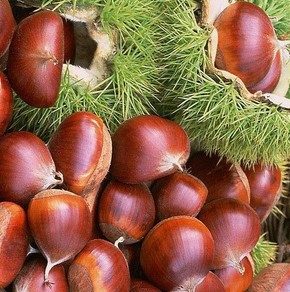 口腔潰瘍的調理方法,口腔潰瘍吃什么好？