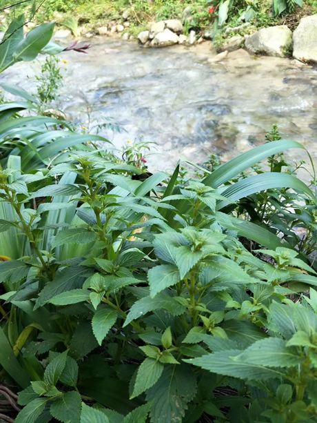 溪黃草的功效與作用具有清熱利濕、涼血解毒