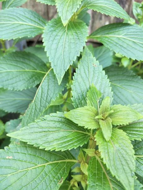 溪黃草的功效與作用具有清熱利濕、涼血解毒