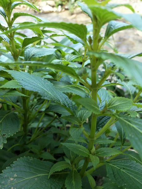 溪黃草的功效與作用具有清熱利濕、涼血解毒