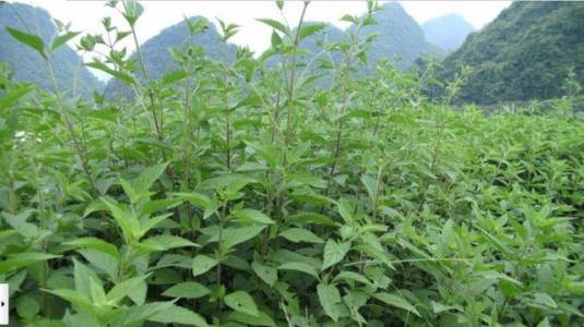 溪黃草的功效與作用，溪黃草能經常泡水喝嗎？