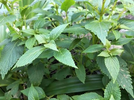 溪黃草的功效與作用具有清熱利濕、涼血解毒