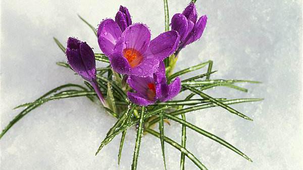 藏紅花枸杞泡茶喝可調理月經不調