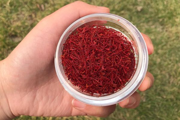 藏紅花可以美白祛斑及方法